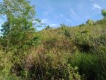Idyllic Beachfront Property for Sale in Zaragosa Island, Badian, Cebu – Perfect for Resort Development - Image 3