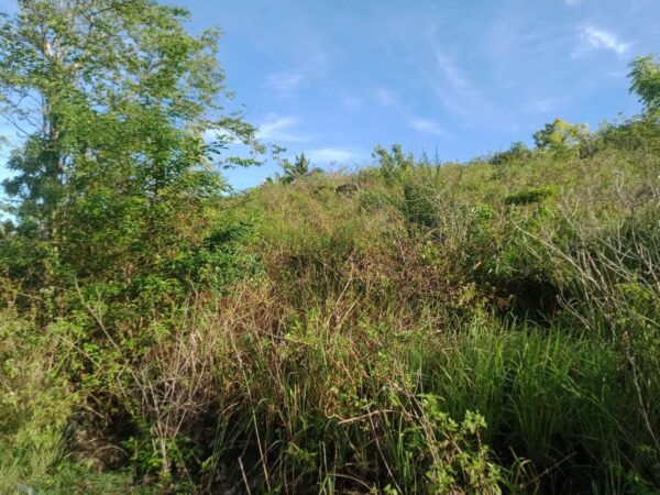 Idyllic Beachfront Property for Sale in Zaragosa Island, Badian, Cebu – Perfect for Resort Development - Image 3