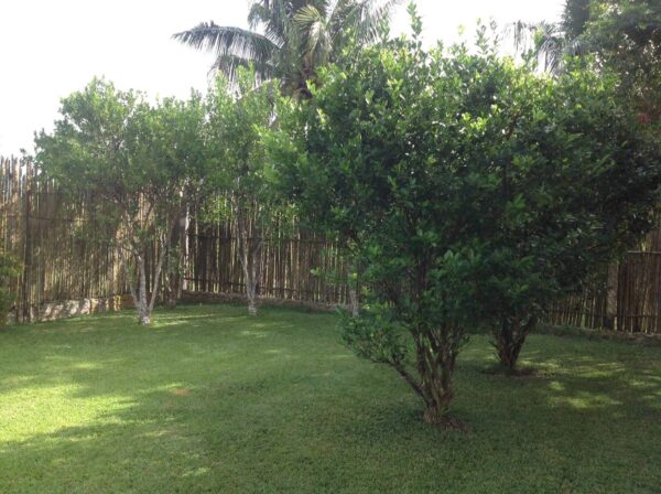 Charming 3-Bedroom House and Lot for Sale in Puerto Princesa, Palawan - Image 4