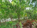 Azienda Lombardi: Residential Lots for sale in Talisay Cebu - Image 2