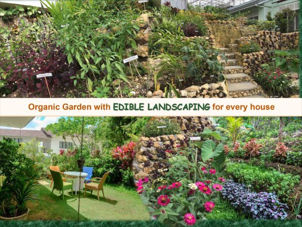 Amonsagana: RFO House and Lot for with Luxurious Eco-Living in Balamban, Cebu - Image 6