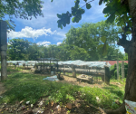 1 Hectare Farm Land For Sale – Bagacay, Sibonga, Cebu - Image 3