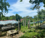 1 Hectare Farm Land For Sale – Bagacay, Sibonga, Cebu