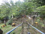 1684 SQM Land with 3 Bungalow in Consolacion Cebu - Image 13