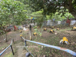 1684 SQM Land with 3 Bungalow in Consolacion Cebu - Image 15